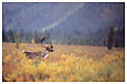 caribou in fall tundra